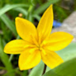 Meet your Posher, Iris